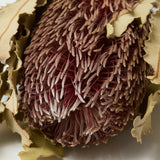 Banksia Menzii, Dried, Extra, Natural, per stem