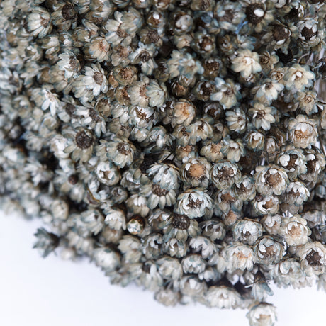 Glixia Flower, Dried, Grey, 100g Bunch