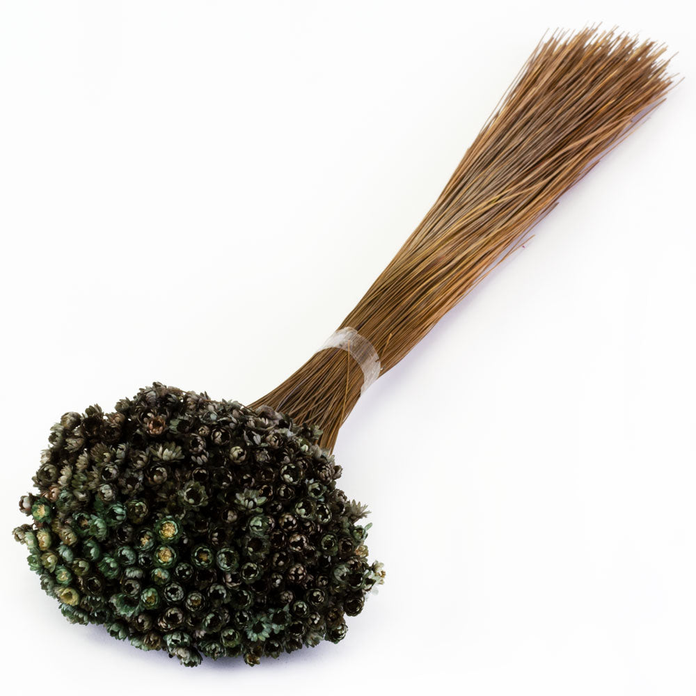 a bunch of dried glixia flowers in a bright black colour, against a white background