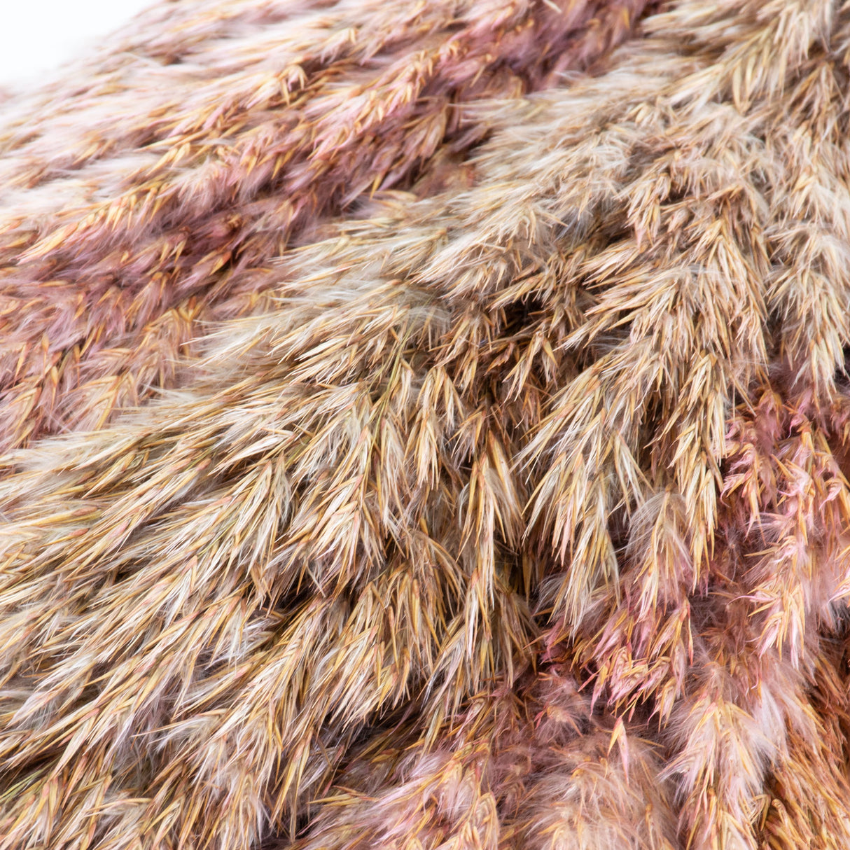 This image shows a bunch of wild reed plumes in a light pink colour, against a white background