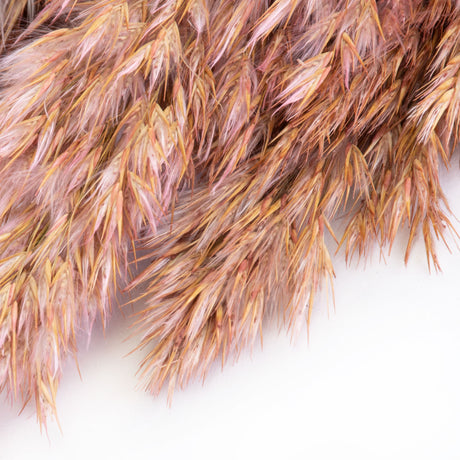 This image shows a bunch of wild reed plumes in a light pink colour, against a white background