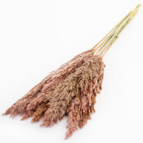 This image shows a bunch of wild reed plumes in a light pink colour, against a white background