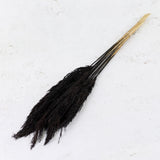 Reed Plume, Wild, Black