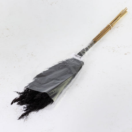Reed Plume, Wild, Black