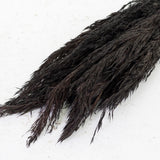 Reed Plume, Wild, Black