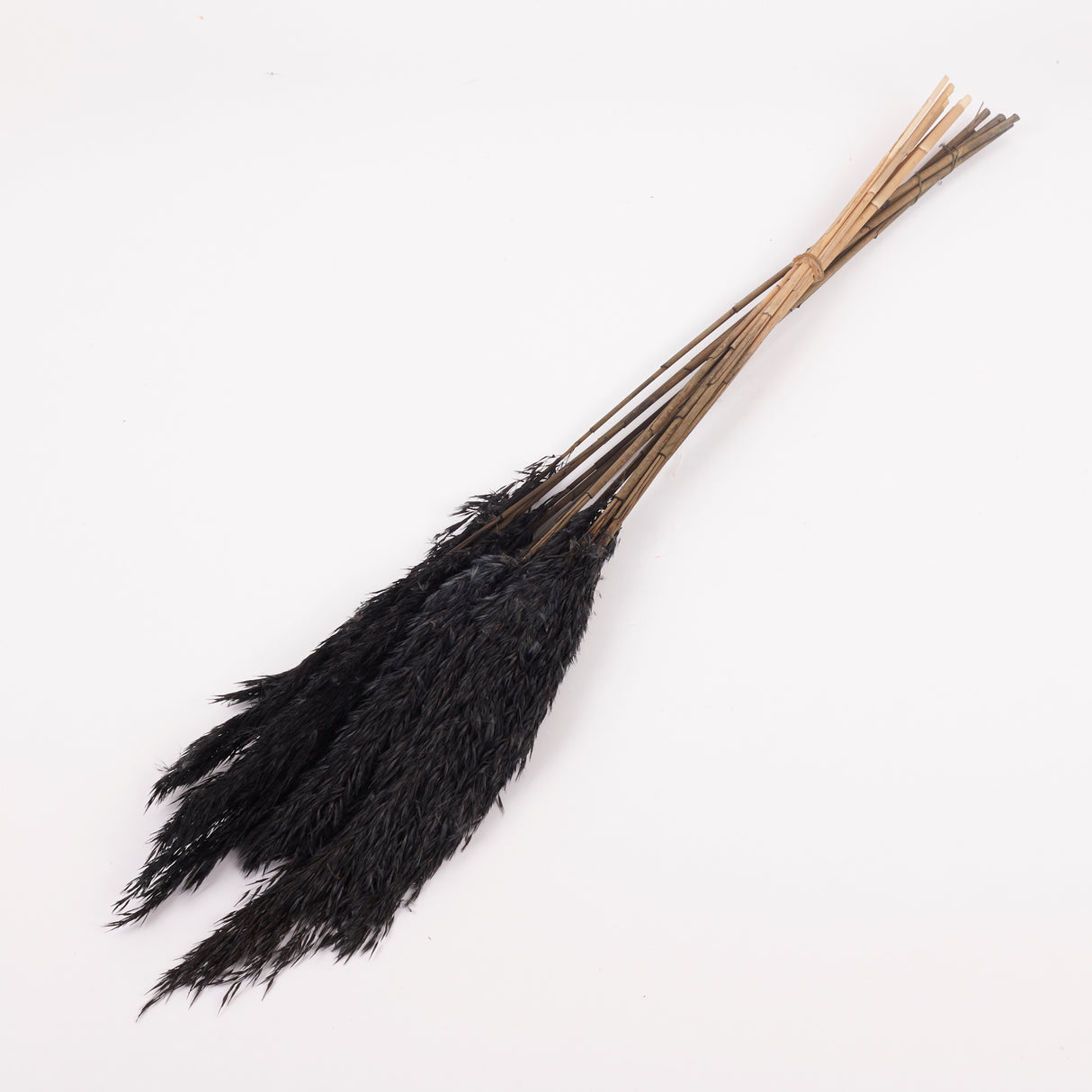 Reed Plume, Wild, Black x 12 Stems