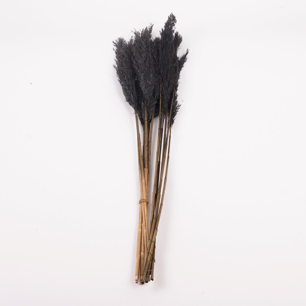 Reed Plume, Wild, Black x 12 Stems