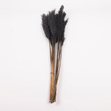 Reed Plume, Wild, Black x 12 Stems