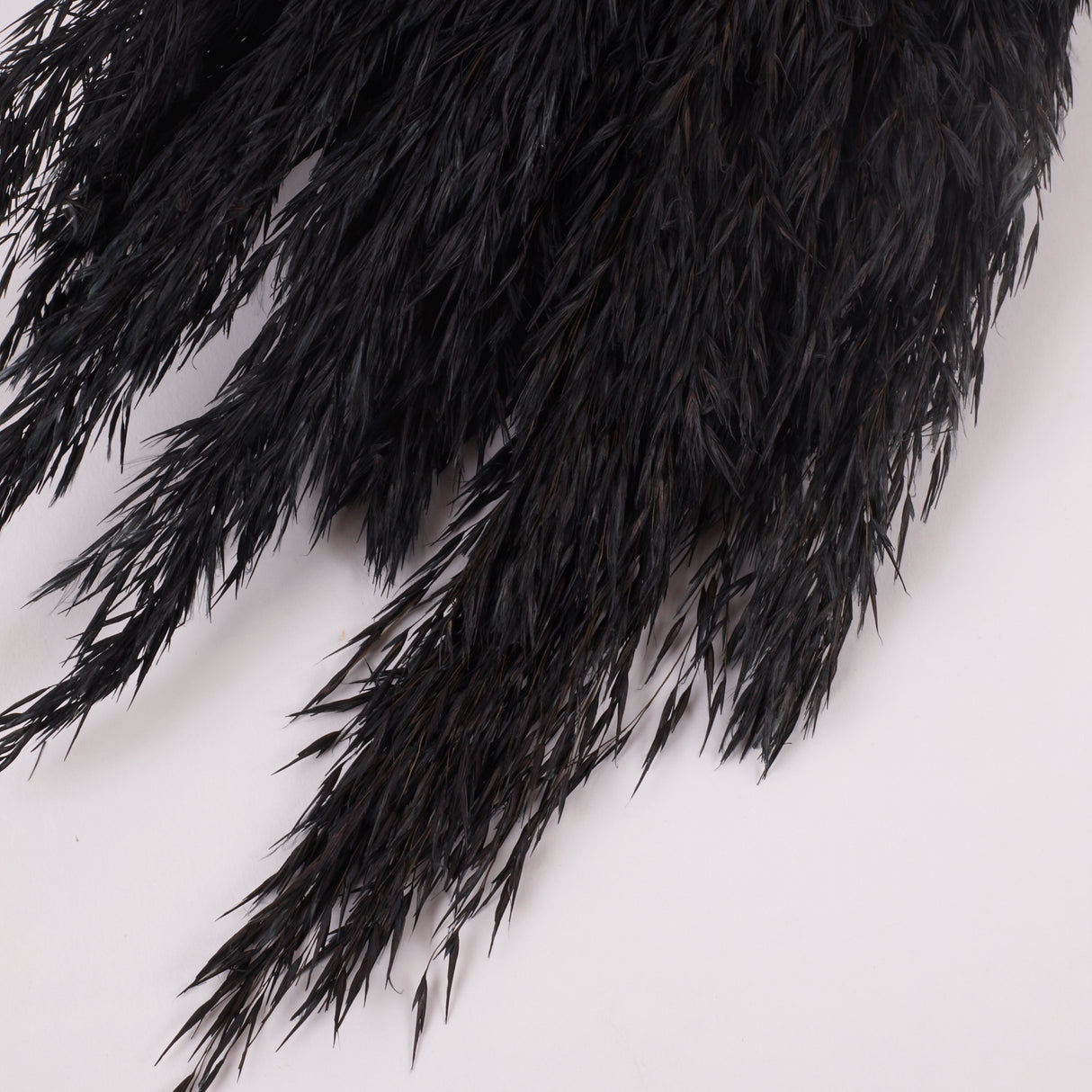 Reed Plume, Wild, Black x 12 Stems