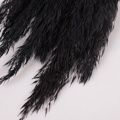 Reed Plume, Wild, Black x 12 Stems