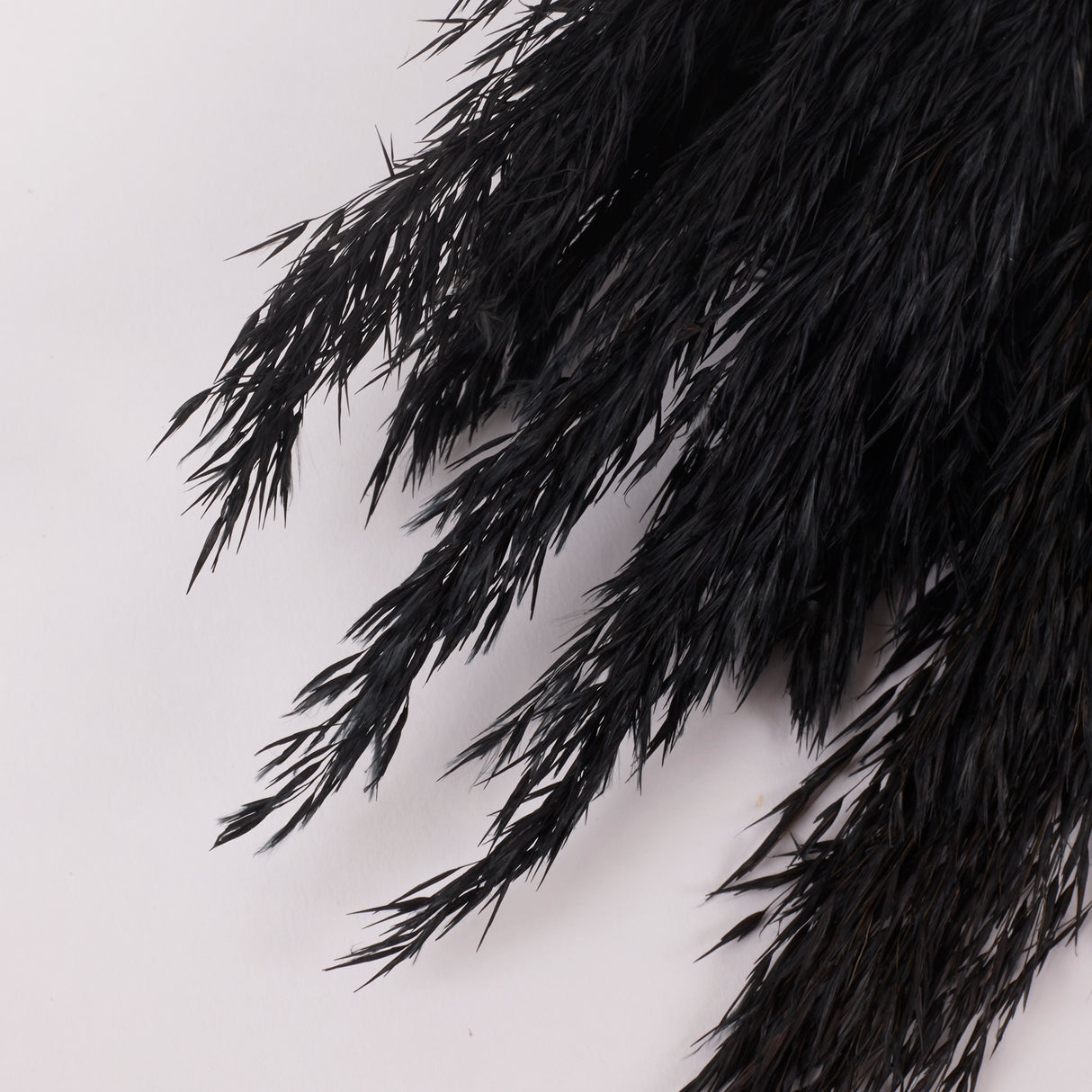 Reed Plume, Wild, Black x 12 Stems