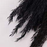 Reed Plume, Wild, Black x 12 Stems
