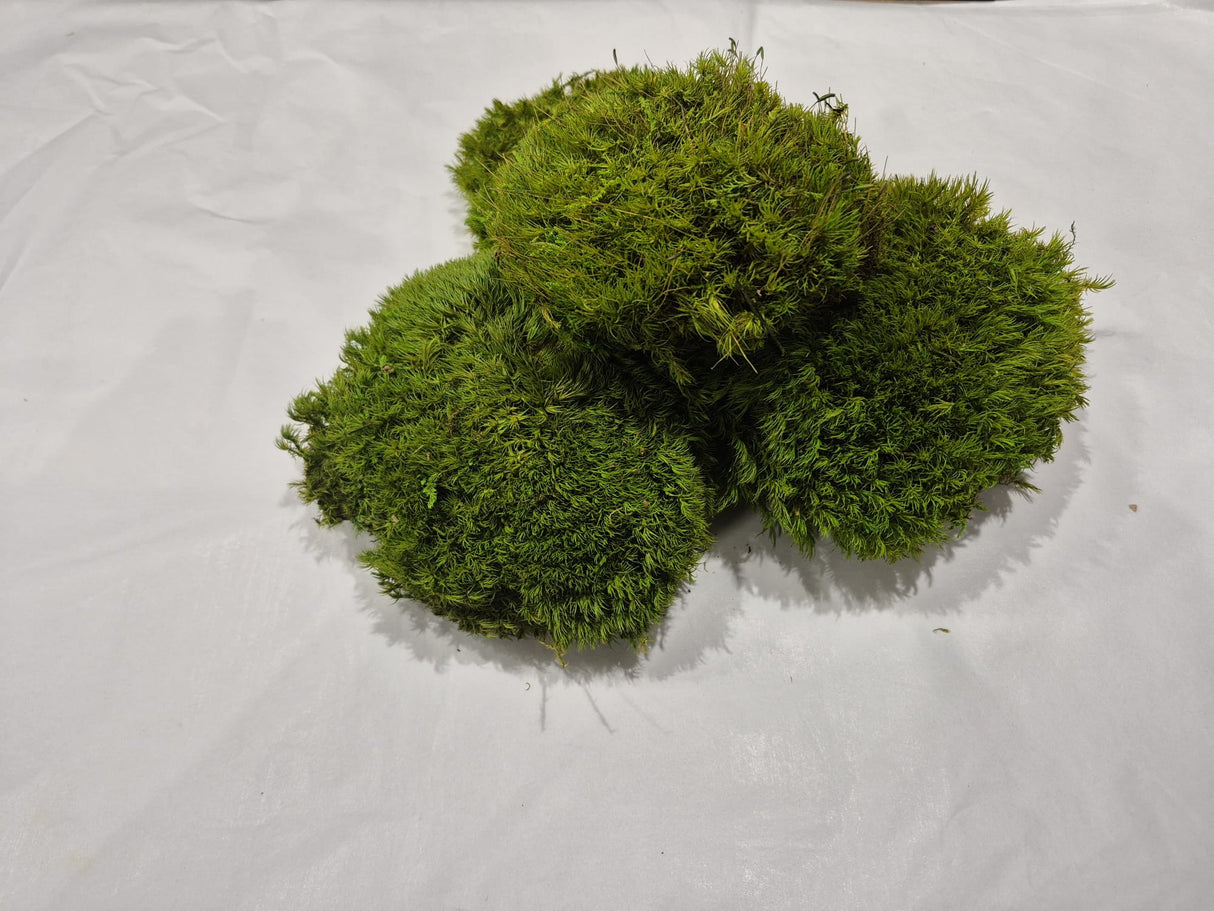 Mood Moss, Preserved, Light Green, 250g box