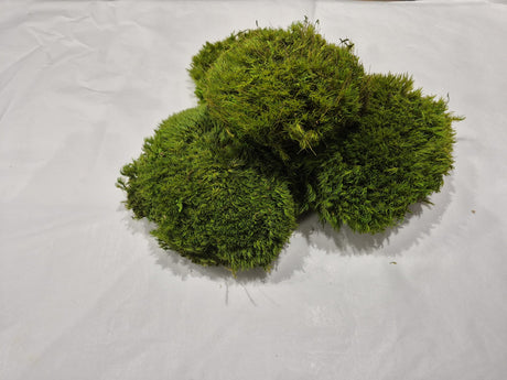 Mood Moss, Preserved, Light Green, 250g box
