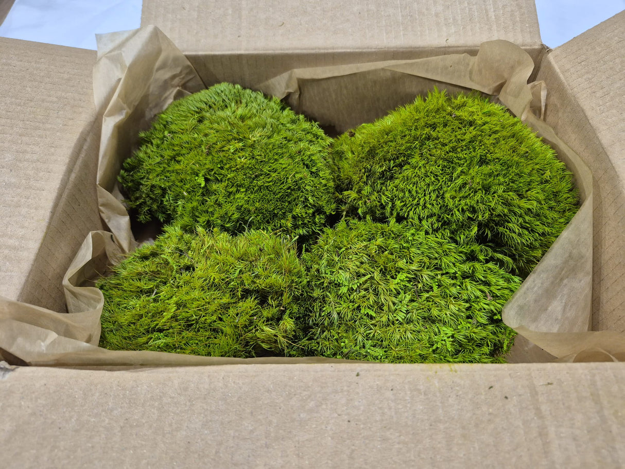 Mood Moss, Preserved, Light Green, 250g box