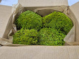 Mood Moss, Preserved, Light Green, 250g box