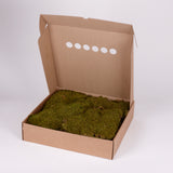 Rock Moss, Preserved, Light Green, Window Box