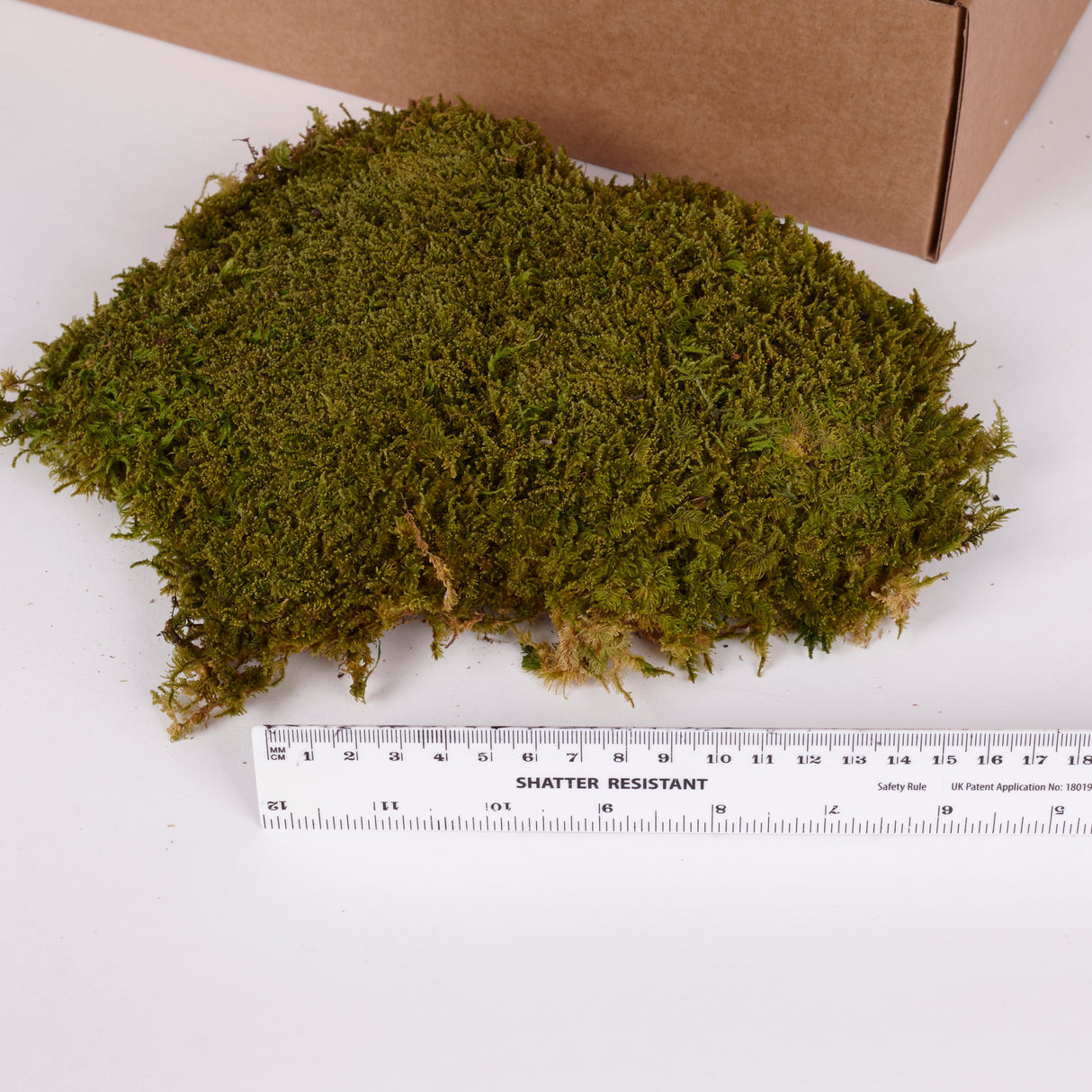 Rock Moss, Preserved, Light Green, Window Box