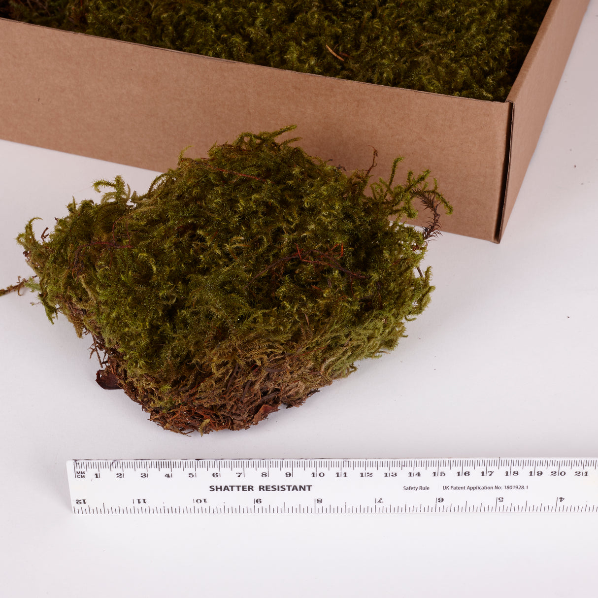 Rock Moss, Preserved, Light Green, Window Box