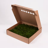 Fern Moss, Preserved, Nature Green, Window Box