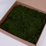 Fern Moss, Preserved, Nature Green, Window Box