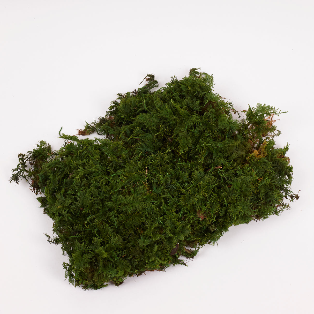 Fern Moss, Preserved, Nature Green, Window Box