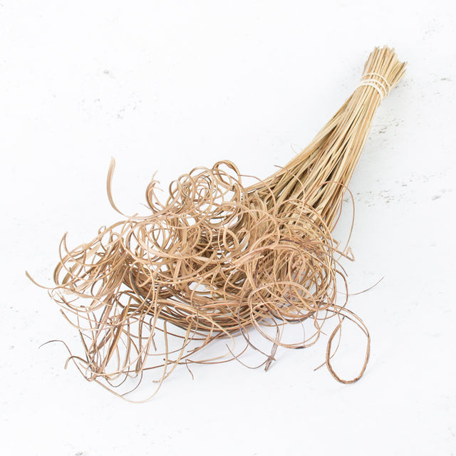 Ting Ting, Curly, Dried, Natural, 100 Stem Bunch
