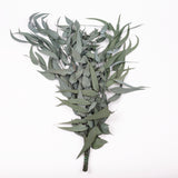 Eucalyptus Exotica, Preserved, Green, 150g Bunch