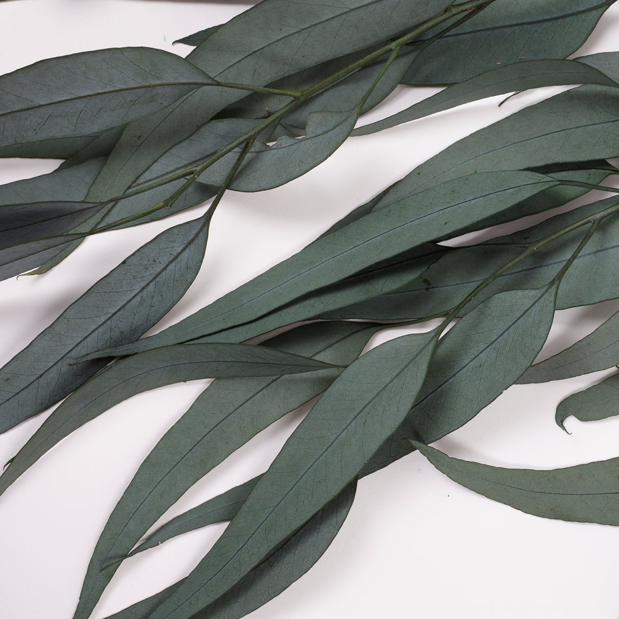 Eucalyptus Exotica, Preserved, Green, 150g Bunch