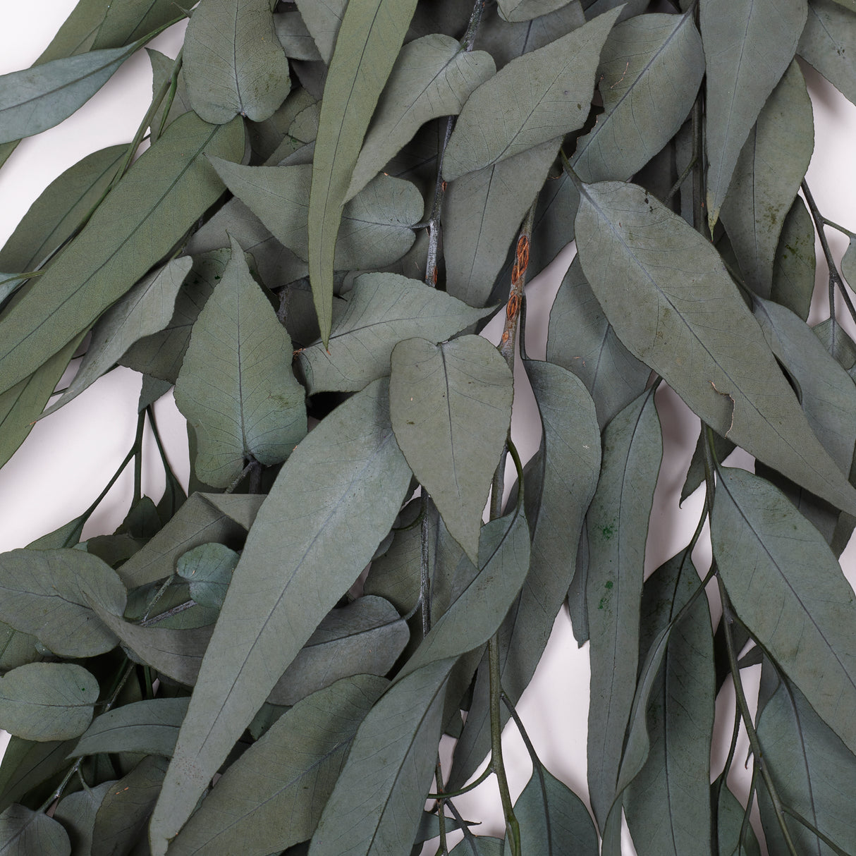 Eucalyptus Exotica, Preserved, Green, 150g Bunch