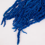 Amaranthus trailing, Preserved, Blue, 150g bunch