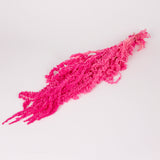 Amaranthus trailing, Preserved, Hot Pink, 150g bunch