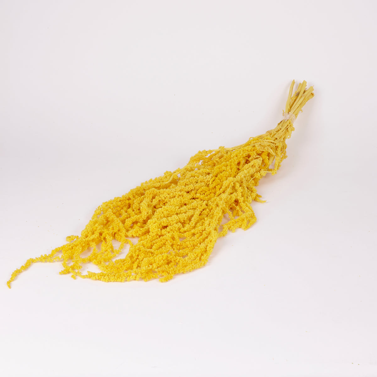Amaranthus trailing, Preserved, Yellow, 150g bunch – Atlas Flowers