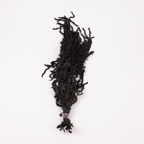 Amaranthus trailing, Preserved, Black, 150g bunch