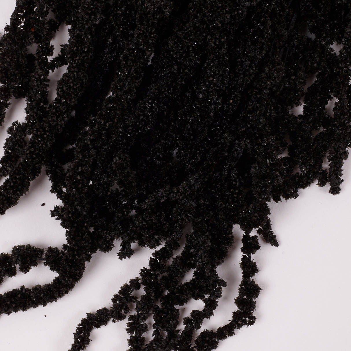 Amaranthus trailing, Preserved, Black, 150g bunch