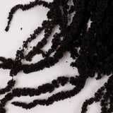 Amaranthus trailing, Preserved, Black, 150g bunch