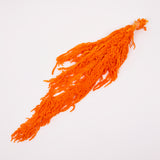 Amaranthus trailing, Preserved, Apricot / Orange, 150g bunch