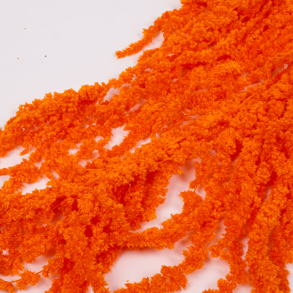 Amaranthus trailing, Preserved, Apricot / Orange, 150g bunch