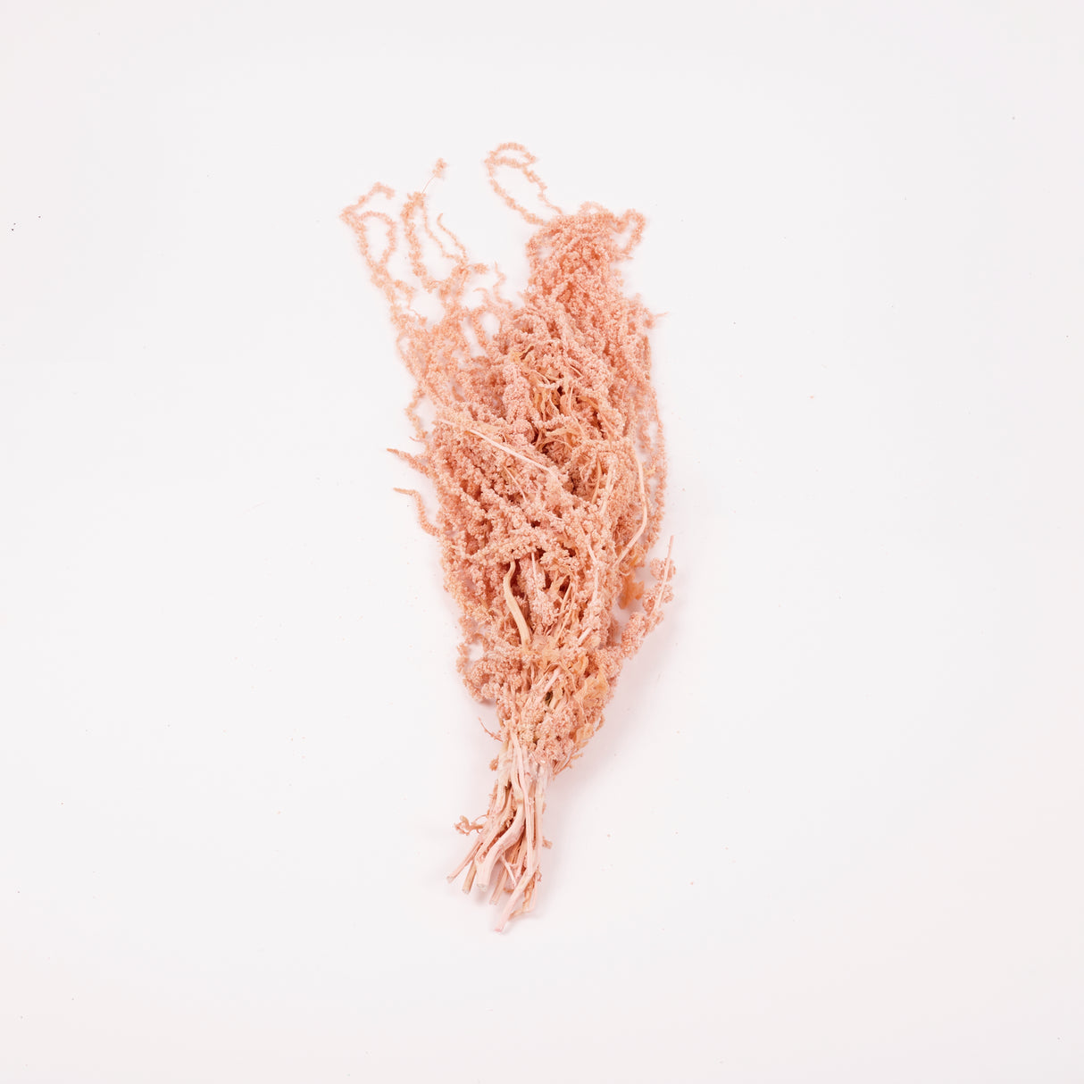 Amaranthus trailing, Preserved, Powder Pink, 150g bunch