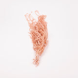 Amaranthus trailing, Preserved, Powder Pink, 150g bunch