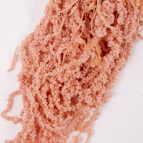Amaranthus trailing, Preserved, Powder Pink, 150g bunch