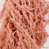 Amaranthus trailing, Preserved, Powder Pink, 150g bunch
