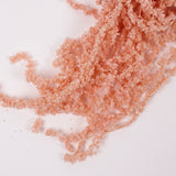 Amaranthus trailing, Preserved, Powder Pink, 150g bunch