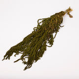 Amaranthus trailing, Preserved, Olive, 150g bunch