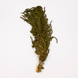 Amaranthus trailing, Preserved, Olive, 150g bunch