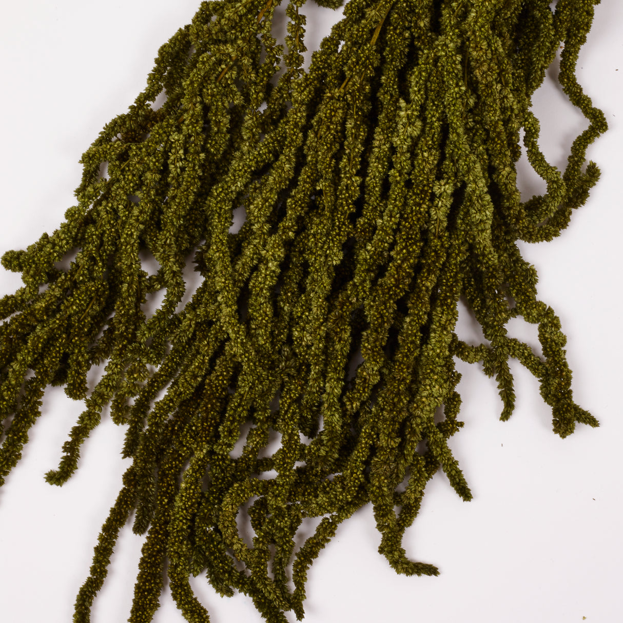 Amaranthus trailing, Preserved, Olive, 150g bunch
