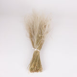 Stipa pennata Grass, Dried, Natural White, 100g
