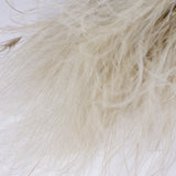 Stipa pennata Grass, Dried, Natural White, 100g