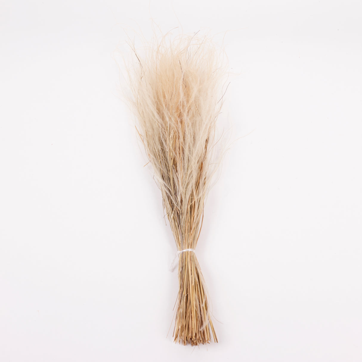 Stipa pennata Grass, Dried, Natural White, 50g