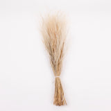 Stipa pennata Grass, Dried, Natural White, 50g